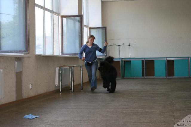 Фото: ньюфаундленд King of Helluland Just Beautiful