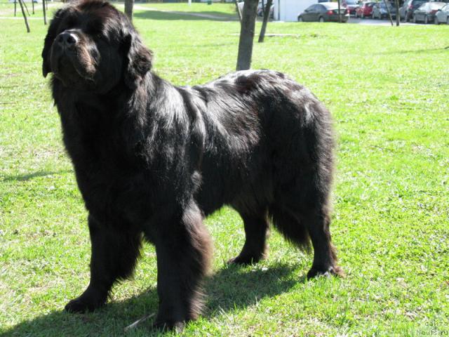 Фото: ньюфаундленд Azazel' Nejnyiy Cvetok (Азазель Нежный Цветок)