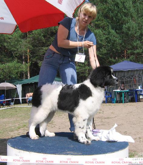 Фото: ньюфаундленд Mag Ispolin Kaliostro (Маг Исполин Калиостро)