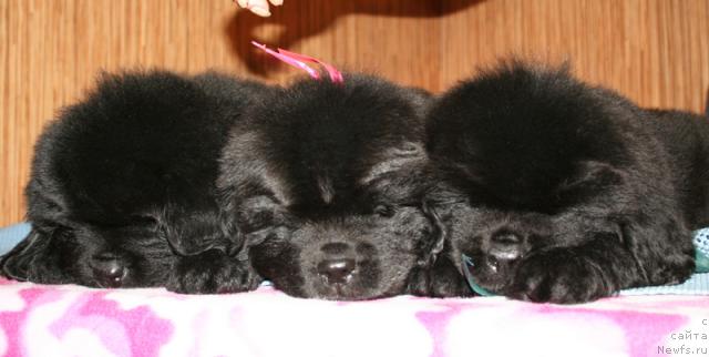 Фото: ньюфаундленд Beguschaya po Volnam Harizma (Бегущая по Волнам Харизма), ньюфаундленд Beguschaya po Volnam Hand Made (Бегущая по Волнам Ханд Маде), ньюфаундленд Beguschaya po Volnam Hasta la Vista (Бегущая по Волнам Хаста ла Виста)