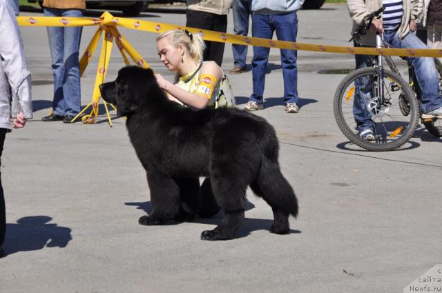 Фото: ньюфаундленд Black Diamond Agidel ot Potapa Stefani (Блэк Диамонд Агидель от Потапа Стефани), Aleksandra Ivashova (Александра Ивашова)