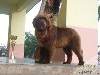 Фото: сын, ньюфаундленд Uslada iz Zolotogo Treugol'nika (Услада из Золотого Треугольника), ньюфаундленд Super Premium Brabus (Супер Премиум Брабус)