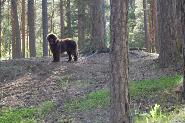 Фото: ньюфаундленд Newettas Vanessa