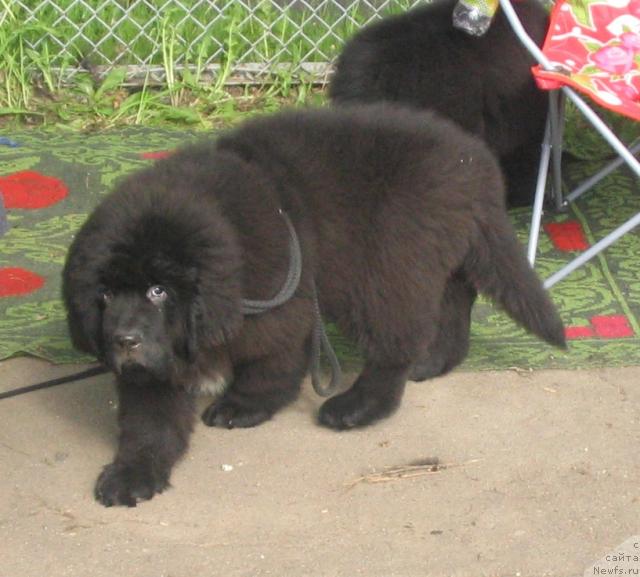 Фото: Дети, ньюфаундленд Midnight Lady's Voodoo Priest, и, ньюфаундленд Butterfly from Giant's Island
