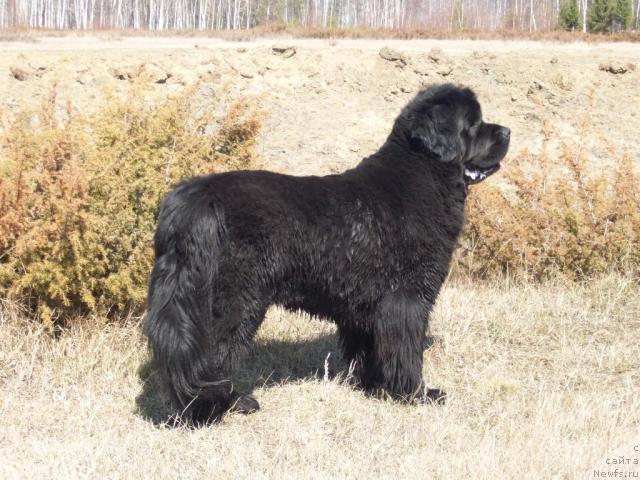 Фото: ньюфаундленд Yarada iz Sibirskoy Glubinki (Ярада из Сибирской Глубинки)