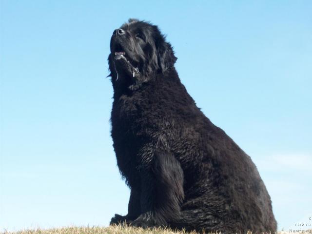 Фото: ньюфаундленд Yarada iz Sibirskoy Glubinki (Ярада из Сибирской Глубинки)