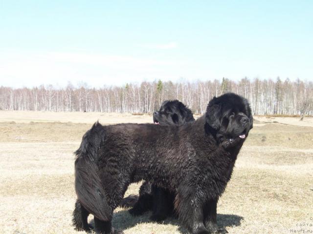 Фото: ньюфаундленд Karat iz Medvejyego Yara (Карат из Медвежьего Яра)