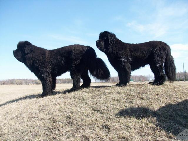 Фото: ньюфаундленд Yarada iz Sibirskoy Glubinki (Ярада из Сибирской Глубинки)