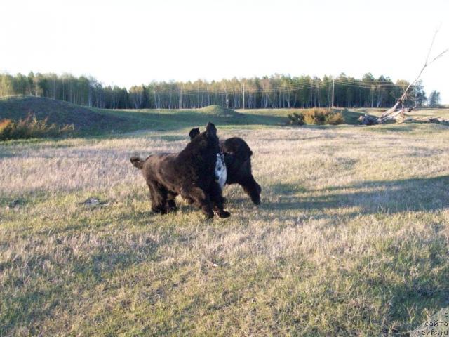 Фото: ньюфаундленд Karat iz Medvejyego Yara (Карат из Медвежьего Яра)