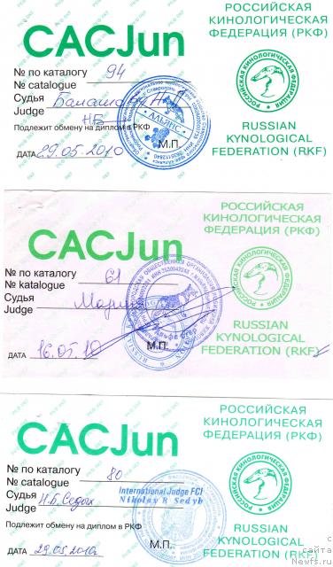 Фото: ньюфаундленд Cesar' Nel'son Tayger Blek (Цесарь Нельсон Тайгер Блек)