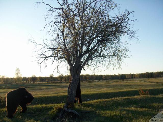 Фото: ньюфаундленд Yarada iz Sibirskoy Glubinki (Ярада из Сибирской Глубинки)