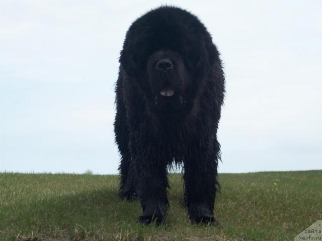 Фото: ньюфаундленд Karat iz Medvejyego Yara (Карат из Медвежьего Яра)