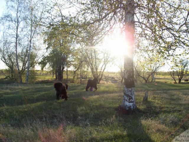 Фото: ньюфаундленд Yarada iz Sibirskoy Glubinki (Ярада из Сибирской Глубинки)