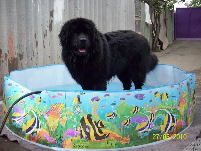 Фото: ньюфаундленд Cesar' Nel'son Tayger Blek (Цесарь Нельсон Тайгер Блек)