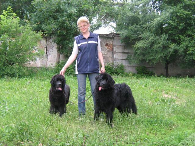 Фото: ньюфаундленд Jenev'ev Garni Ledyen (Женевьев Гарни Ледэн), ньюфаундленд Sent Djons Ulla for Kara Ayular (Сент Джонс Улла для Кара Аюлар)