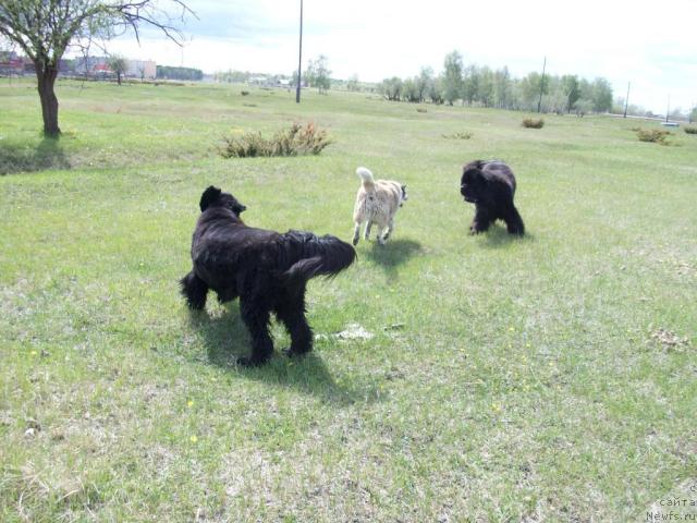 Фото: ньюфаундленд Yarada iz Sibirskoy Glubinki (Ярада из Сибирской Глубинки)