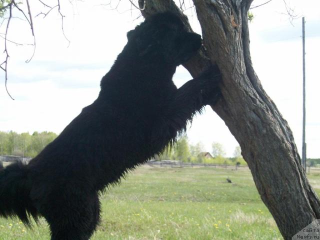 Фото: ньюфаундленд Yarada iz Sibirskoy Glubinki (Ярада из Сибирской Глубинки)