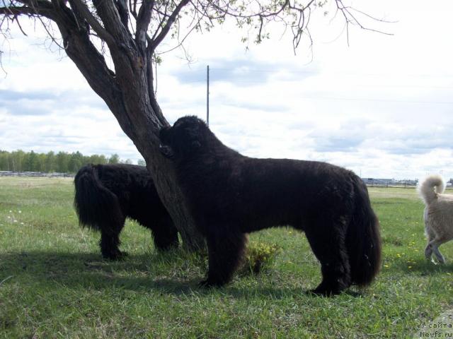 Фото: ньюфаундленд Karat iz Medvejyego Yara (Карат из Медвежьего Яра)