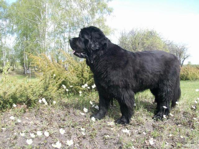 Фото: ньюфаундленд Yarada iz Sibirskoy Glubinki (Ярада из Сибирской Глубинки)