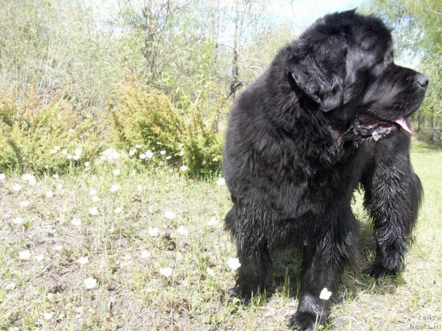 Фото: ньюфаундленд Yarada iz Sibirskoy Glubinki (Ярада из Сибирской Глубинки)