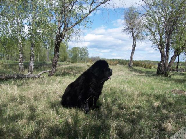 Фото: ньюфаундленд Karat iz Medvejyego Yara (Карат из Медвежьего Яра)