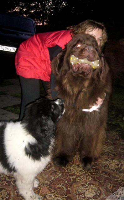 Фото: ньюфаундленд Super Premium Zheneva (Супер Премиум Женева), ньюфаундленд Super Premium Brabus (Супер Премиум Брабус), Irina Verovenko (Ирина Веровенко)