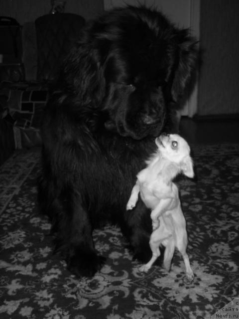 Фото: ньюфаундленд Aksess Denayd Top Sikret (Аксесс Денайд Топ Сикрет)