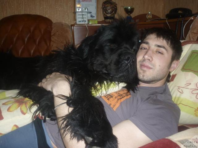 Фото: ньюфаундленд Aksess Denayd Top Sikret (Аксесс Денайд Топ Сикрет), Vladimir Savluk (Владимир Савлук)