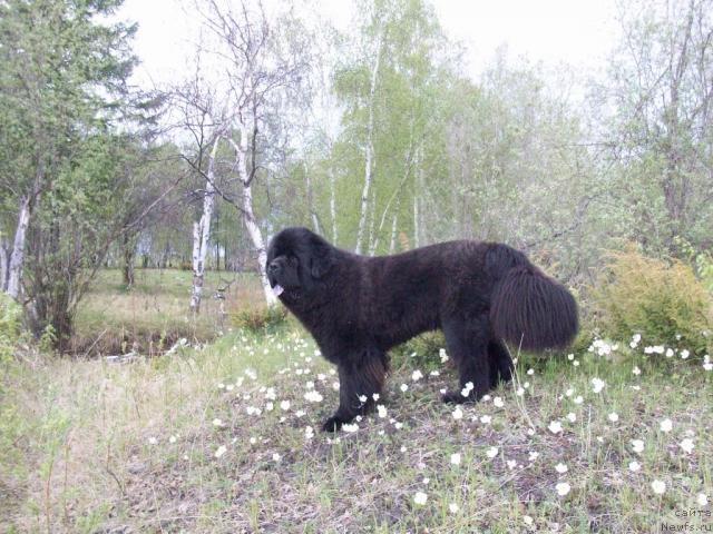 Фото: ньюфаундленд Karat iz Medvejyego Yara (Карат из Медвежьего Яра)