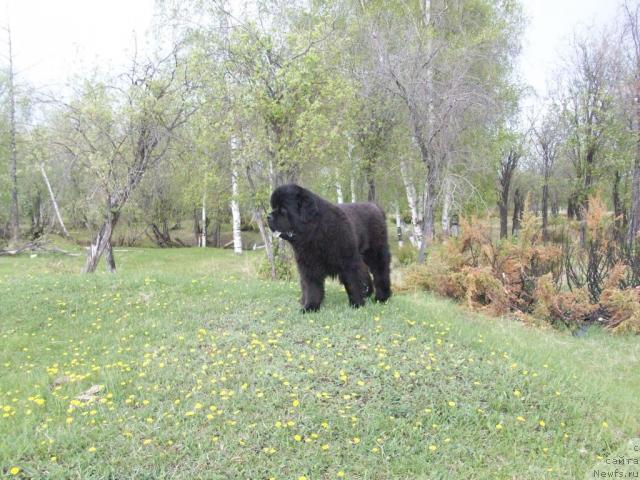 Фото: ньюфаундленд Karat iz Medvejyego Yara (Карат из Медвежьего Яра)
