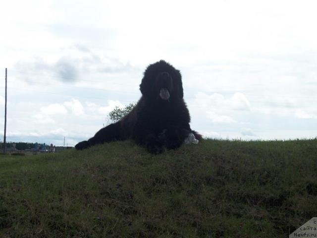 Фото: ньюфаундленд Karat iz Medvejyego Yara (Карат из Медвежьего Яра)