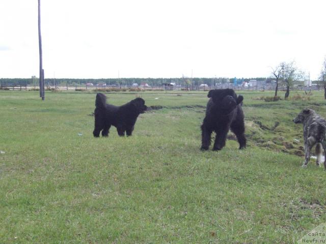Фото: ньюфаундленд Karat iz Medvejyego Yara (Карат из Медвежьего Яра)