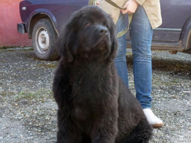 Фото: ньюфаундленд Al'tair Stayl (Альтаир Стайл)