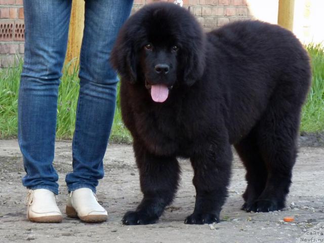Фото: ньюфаундленд Al'tair Stayl (Альтаир Стайл)