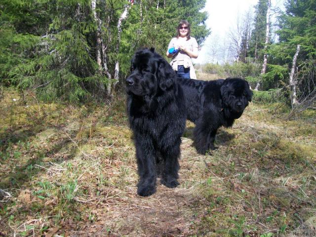 Фото: ньюфаундленд Gloriya Grand Blek (Глория Гранд Блек), ньюфаундленд Fortuna of Giant's Island, Оля