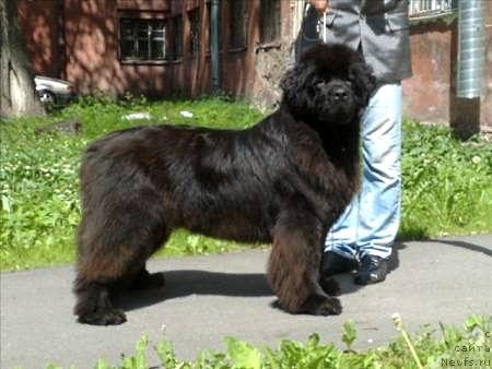 Фото: ньюфаундленд Smigar Nimfeya Neotrazimaya (Смигар Нимфея Неотразимая)