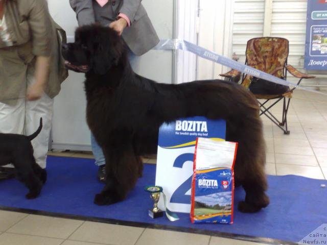 Фото: ньюфаундленд Smigar Nimfeya Neotrazimaya (Смигар Нимфея Неотразимая)