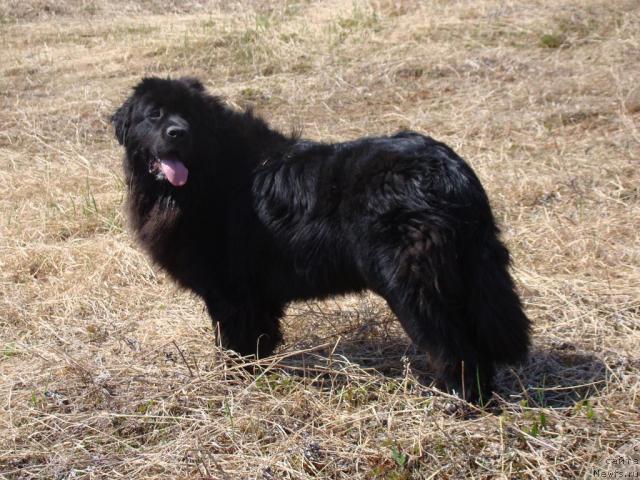 Фото: Сент Джонс Тенднр Кисс оф Элли