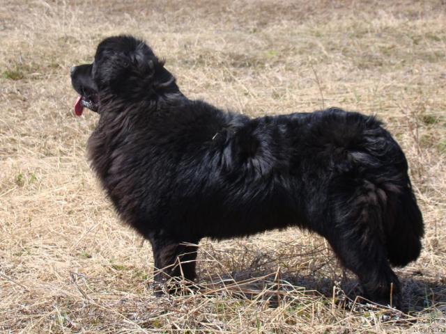 Фото: Сент Джонс Тендер Кисс оф Элли