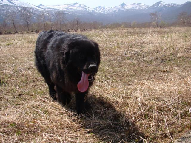 Фото: Сент Джонс Тендер Кисс оф Элли