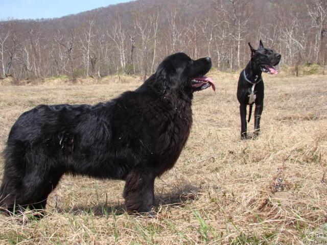 Фото: Сент Джонс Тендер Кисс оф Элли