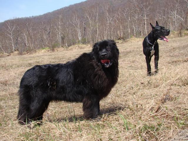 Фото: Сент Джонс Тендер Кисс оф Элли