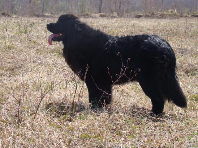 Фото: Сент Джонс Тендер Кисс оф Элли