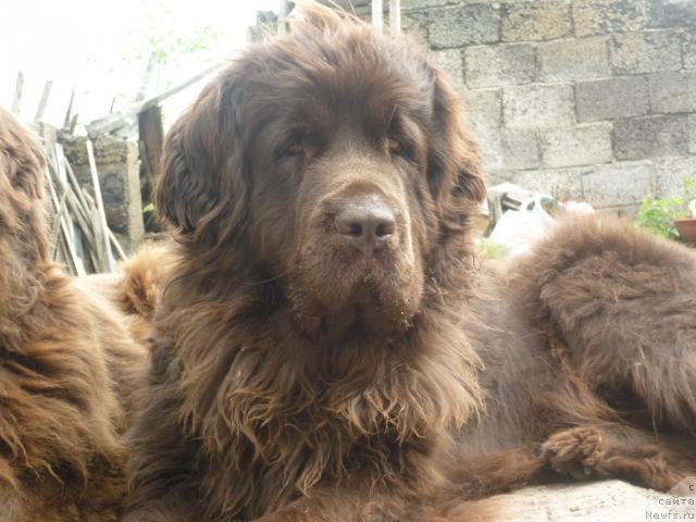 Фото: ньюфаундленд Funnewf Gospozha Udacha (Фанньюф Госпожа Удача), Дольча, уже взрослая, уже МАМА