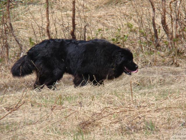 Фото: Сент Джонс Тендер Кисс оф Элли