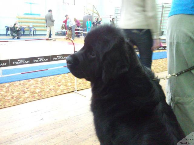 Фотография № 43601