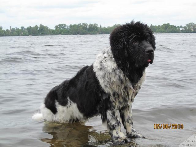 Фото: ньюфаундленд Plyushevaya Panda Stil'-Sankt-Peterburga (Плюшевая Панда Стиль-Санкт-Петербурга)