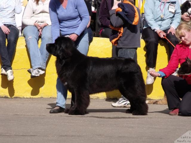 Фото: ньюфаундленд Toptyijka Siyanie ot Aysberga (Топтыжка Сияние от Айсберга)