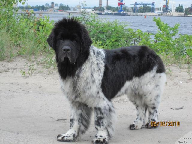 Фото: ньюфаундленд Plyushevaya Panda Stil'-Sankt-Peterburga (Плюшевая Панда Стиль-Санкт-Петербурга)