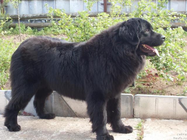 Фото: ньюфаундленд Atlantika Vindz Rouz (Атлантика Виндз Роуз)